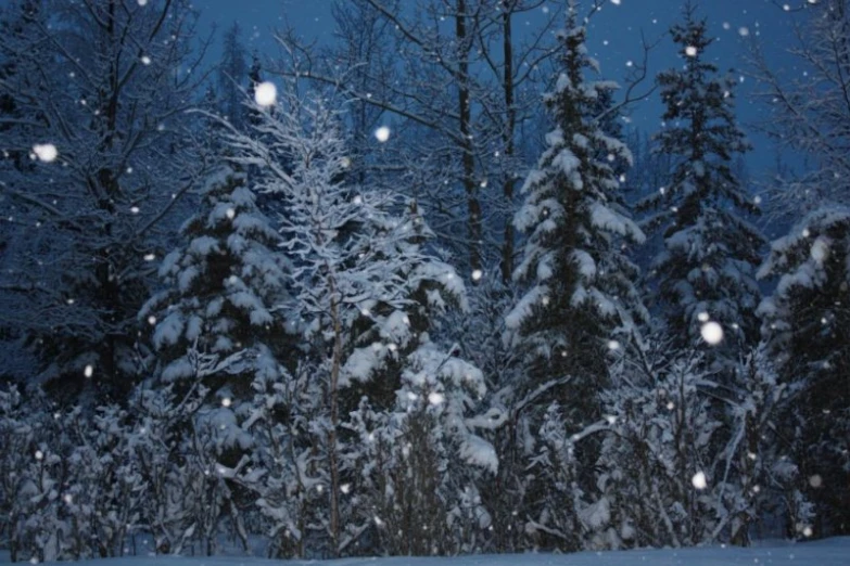snow covered trees at night in a forest