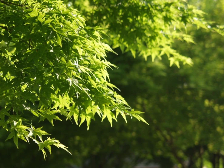 a green tree leaves that is covering the surface of it