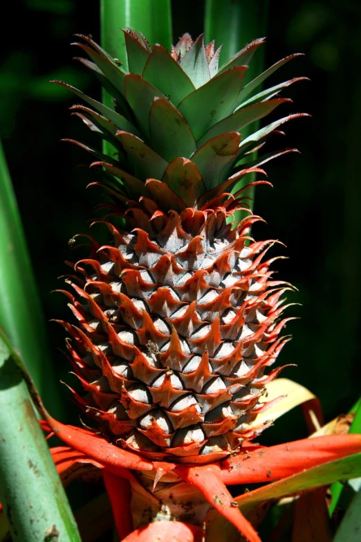 close up view of a fruit in the tree