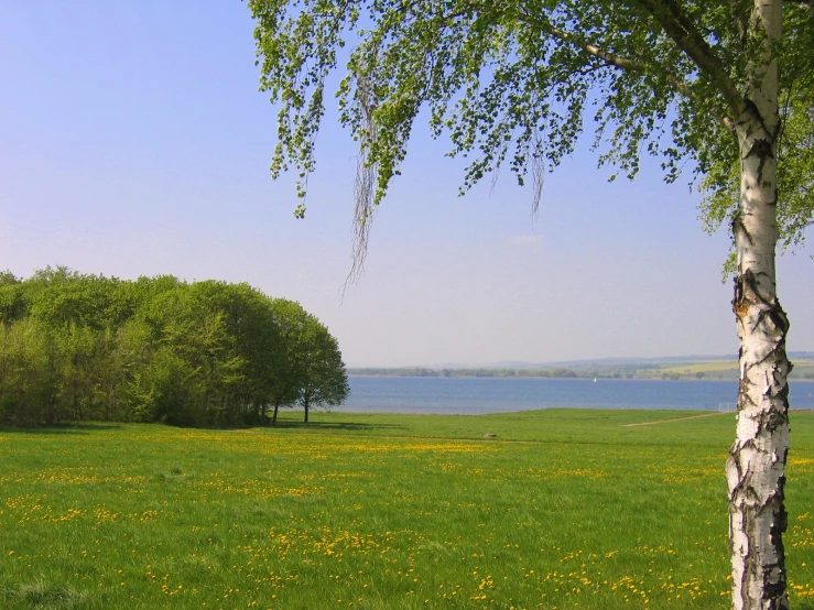 a white birch is standing alone in an open field with yellow flowers