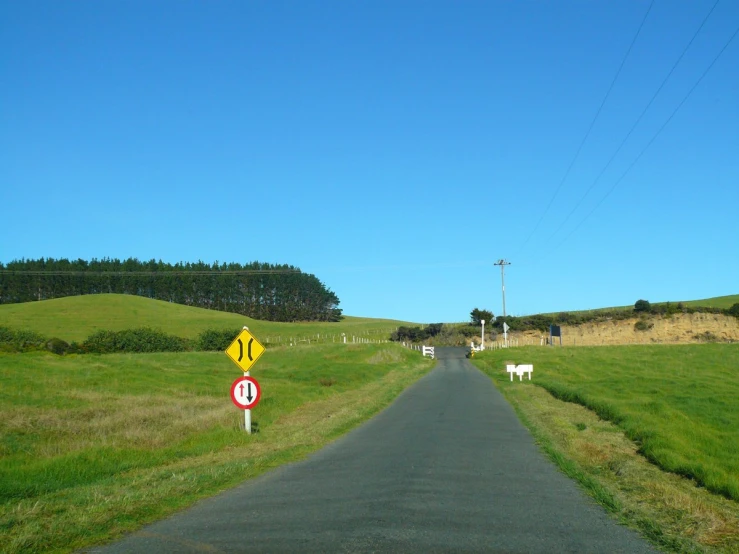 a view down an empty road into a pasture of sheep