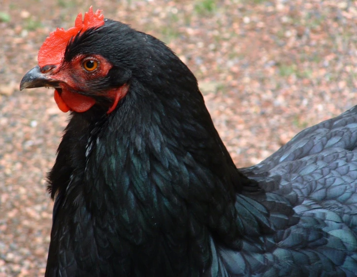 a black and red rooster looks back over its shoulder