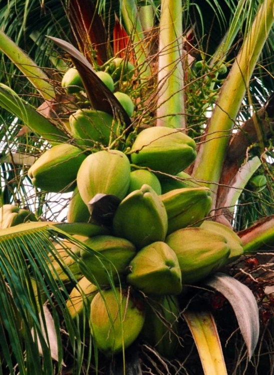 a bunch of green plantain growing in the palm tree