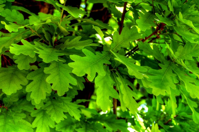 green leaves on a nch in the sun