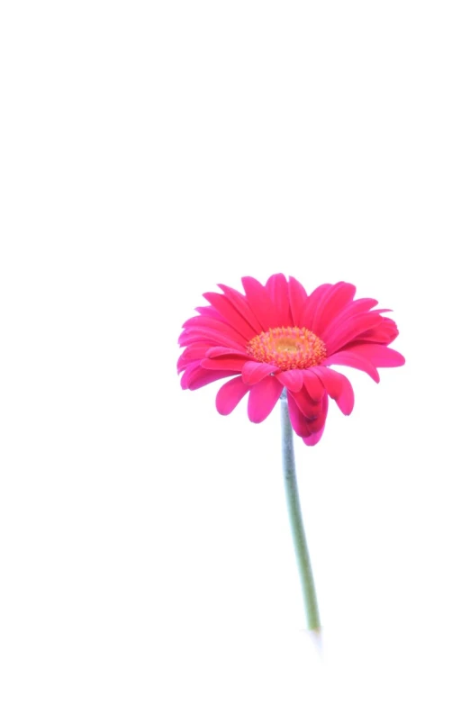 a pink flower in front of a white background