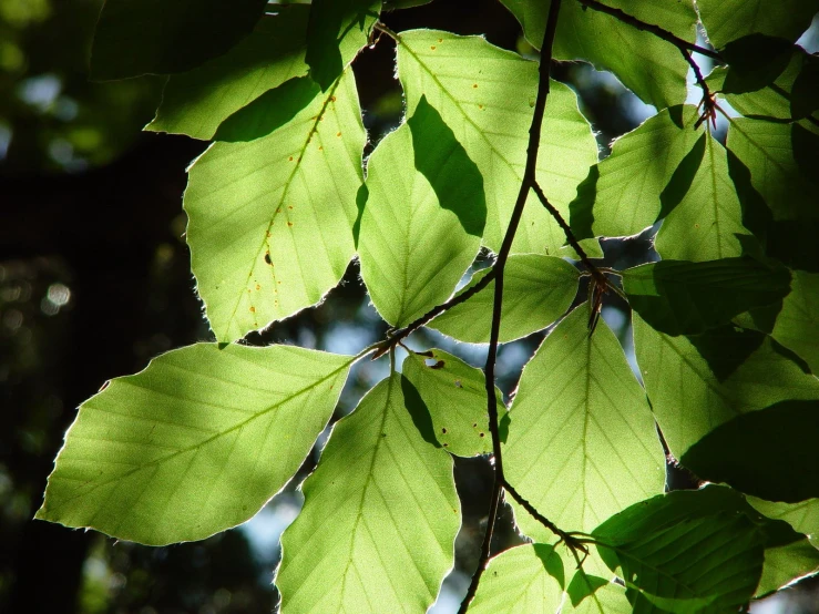 green leaves with thin nches in sunlight on a bright day