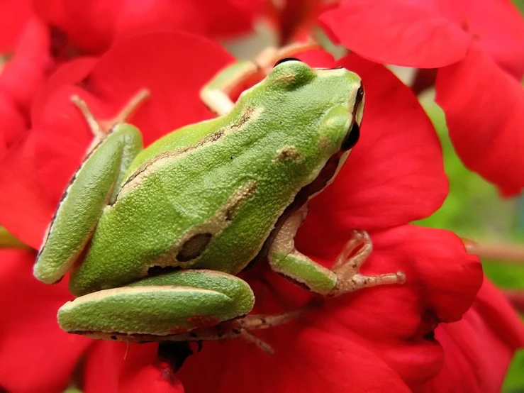 green frog sitting on red flowers with other red flowers