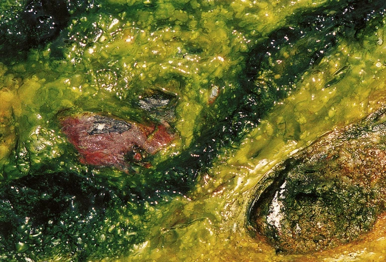 there is a close up of green algae and water