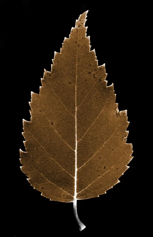 this is a leaf on the side of a wall