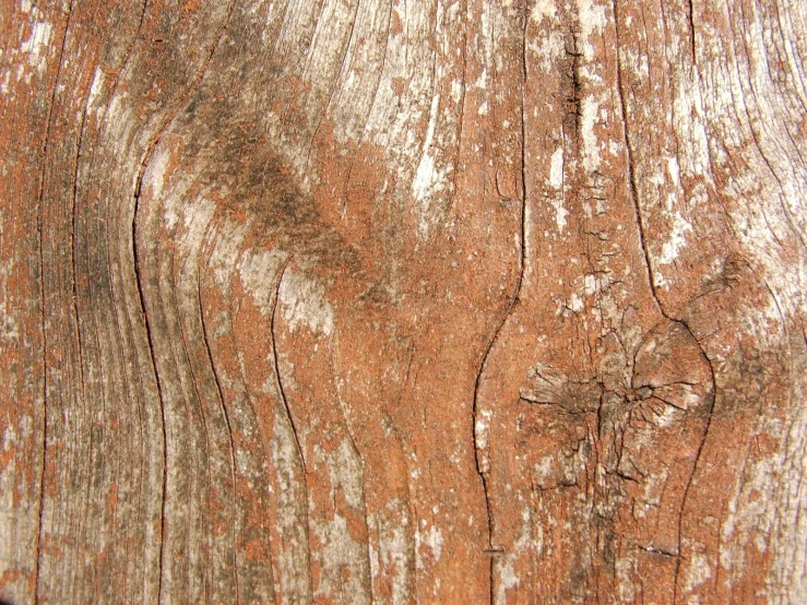 the bark of a tree showing it's thin grains