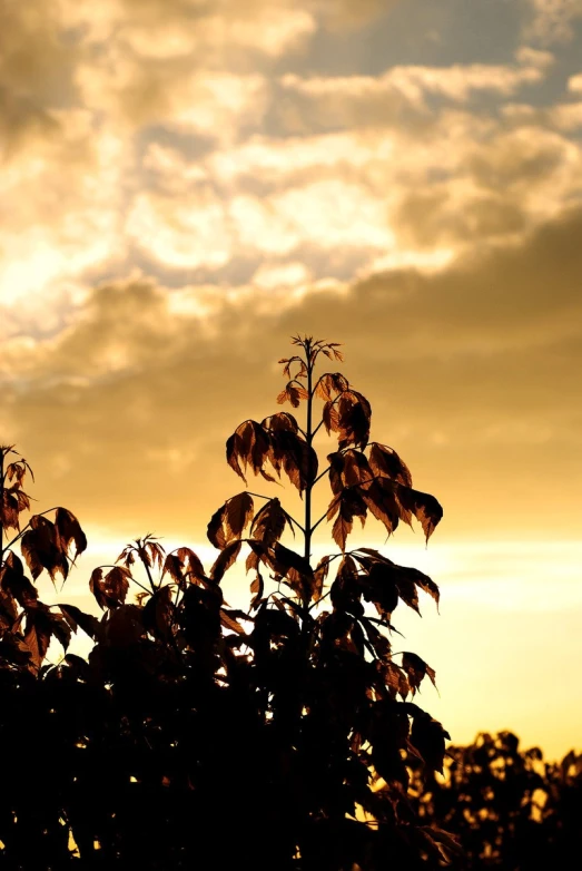 the sun is setting and clouds in the sky