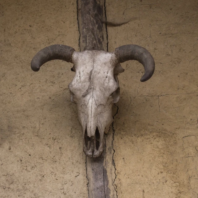 a cow skull mounted up to the side of a wall