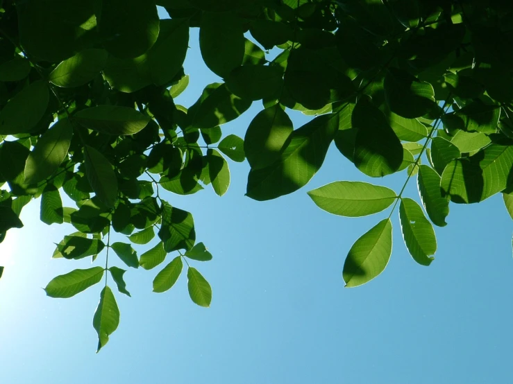 a green leaf is shining against the sky