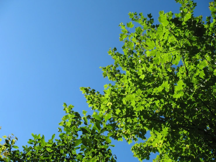 view of the leaves and nches from below, against a blue sky