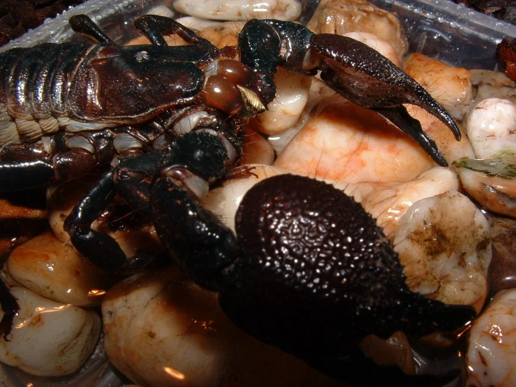 a plastic container filled with clams and other animals