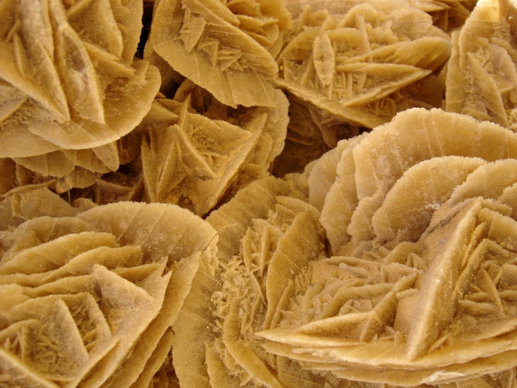 dried yellow flowers in close up on white background