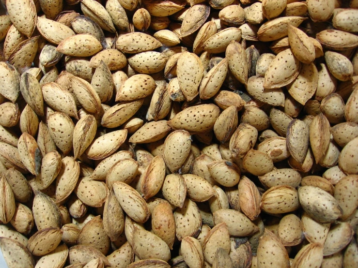 a mixture of seeds that are in close up