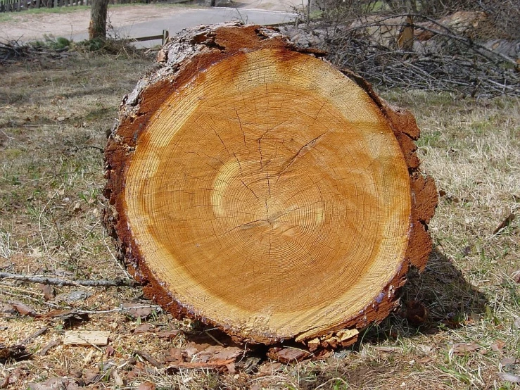 a large tree stump sitting in the middle of a field