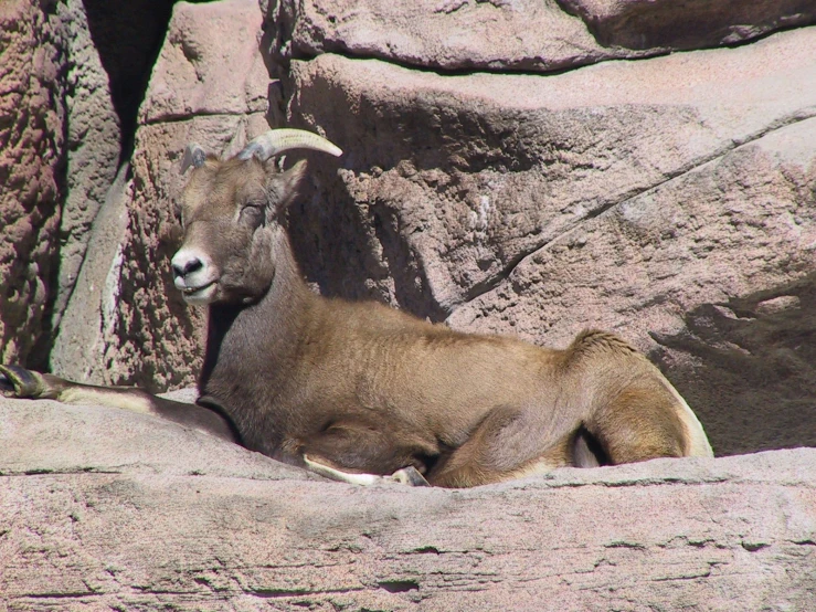 two rams sitting in the rocks, one looking out