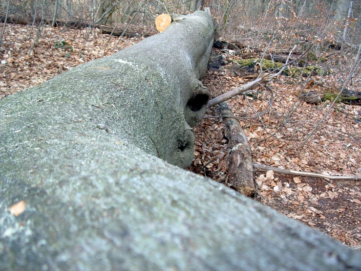 a fallen tree in the woods is seen with leaves on the ground