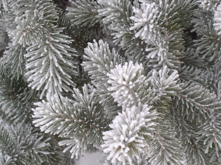 a bunch of white snow covered evergreen nches