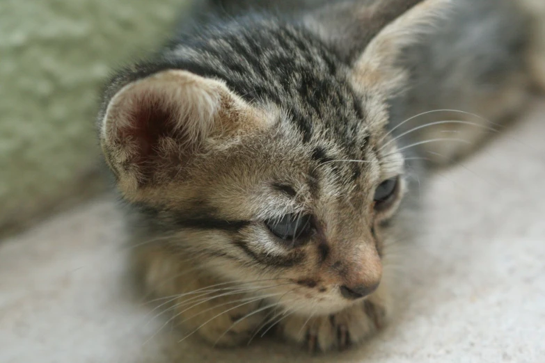 a small gray kitten sitting on top of a floor