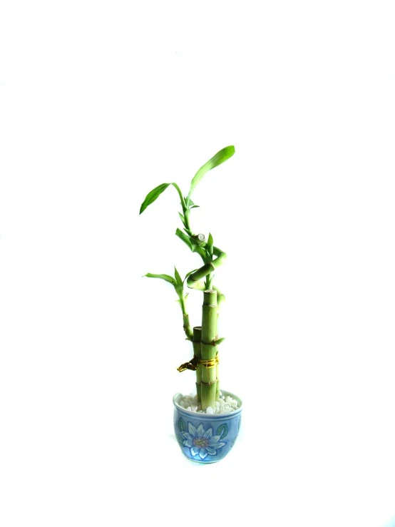 a tall plant with green leaves in a small vase