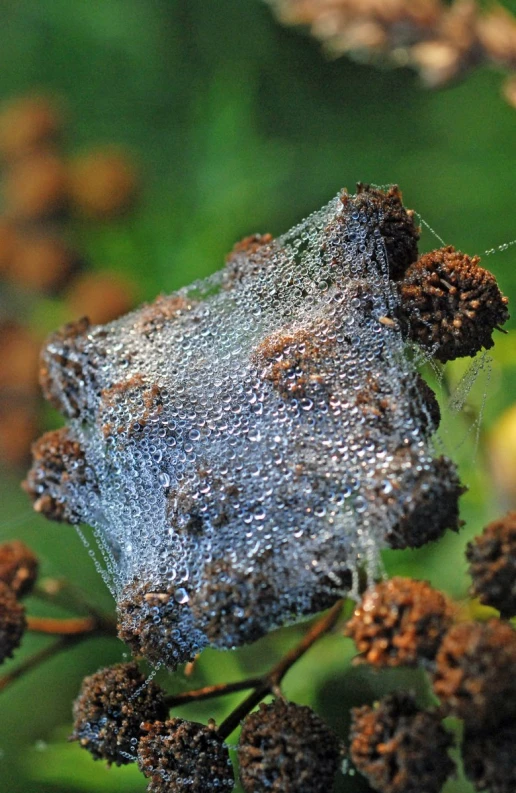 rotten, rotten and stained flower buds in a green garden