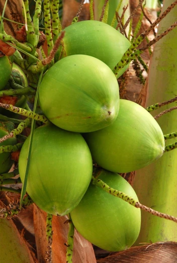 an image of green fruit in the tree