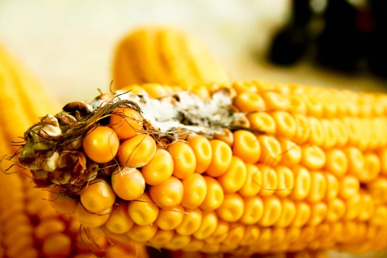 an ear of corn with some small seed holes on it