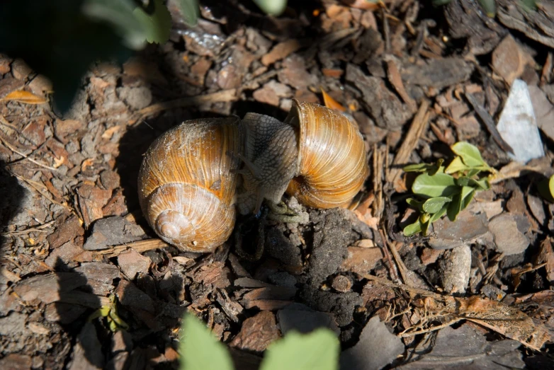 three snails on the ground in dirt area