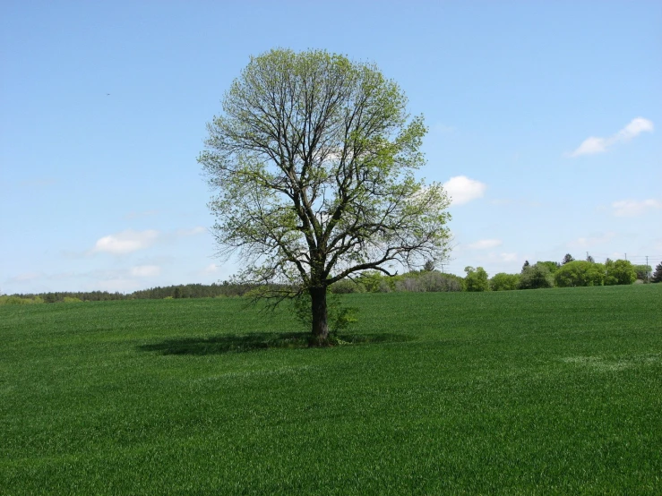 a tree with very sp nches in a green field
