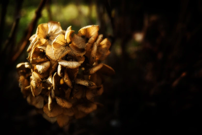 a cluster of golden mushrooms grows on the ground