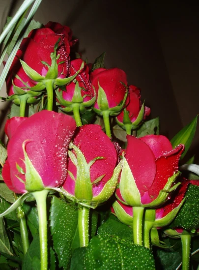 some red roses have green leaves around them
