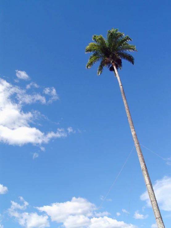 a tree with a kite attached to it