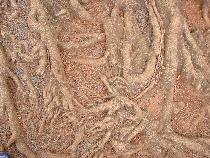 a man wearing sandals and a sand dress with trees in it