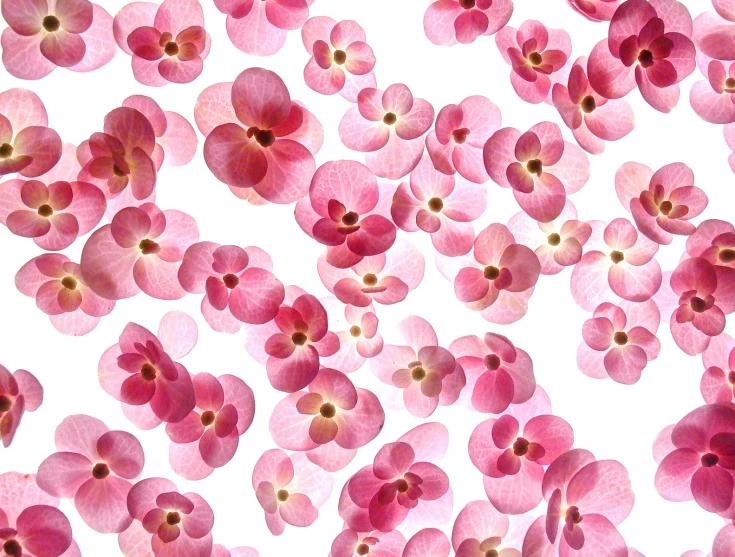 an abstract pograph with lots of small pink flowers on a white background