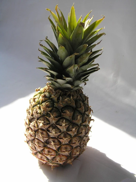 a pineapple standing upright against a white backdrop