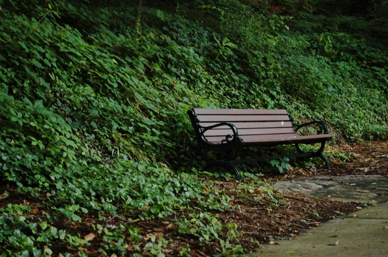 a bench is near a grassy, overgrown wall