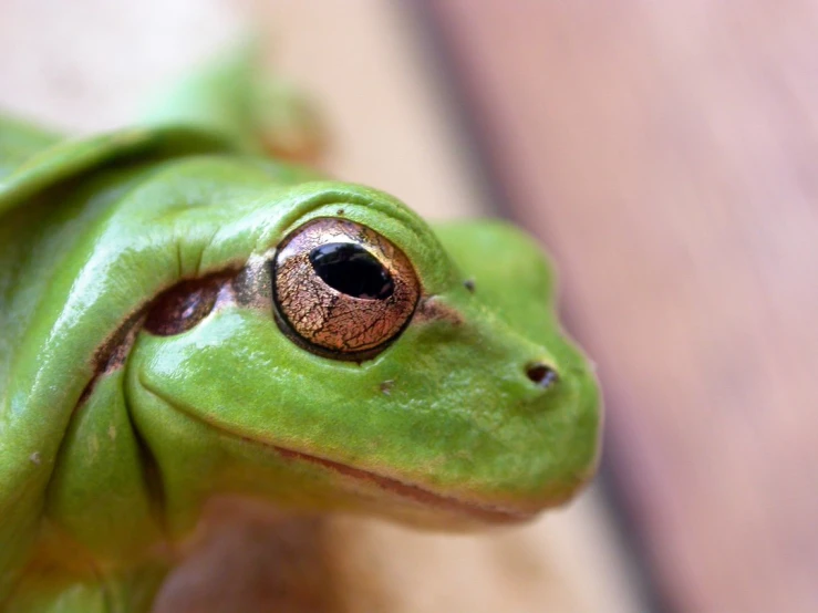 the small green frog is staring upward