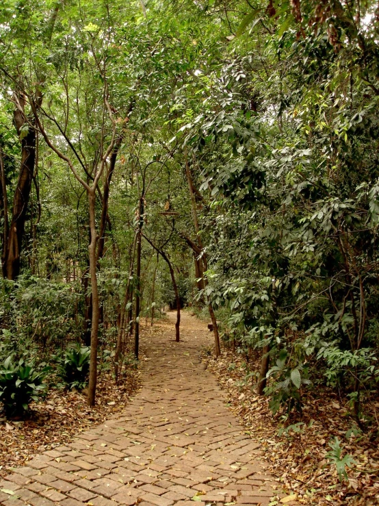 the brick pathway in the forest is made of bricks