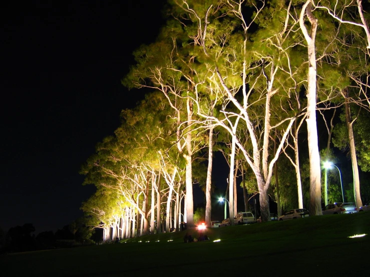 a large park filled with trees covered in lights