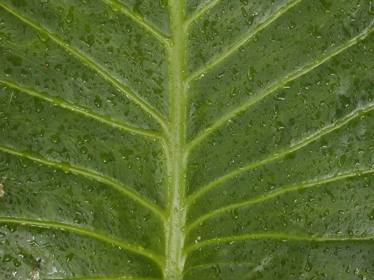 close up of a large leaf with water droplets on it