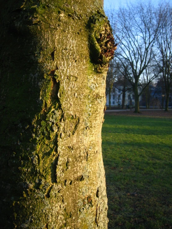 the bark of a tree has a face made of moss