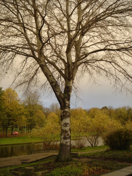 a large tree with many leaves and dead trees in the background