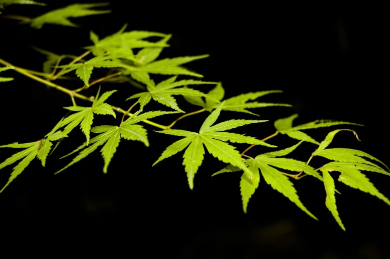 leaves of the plant are glowing brightly