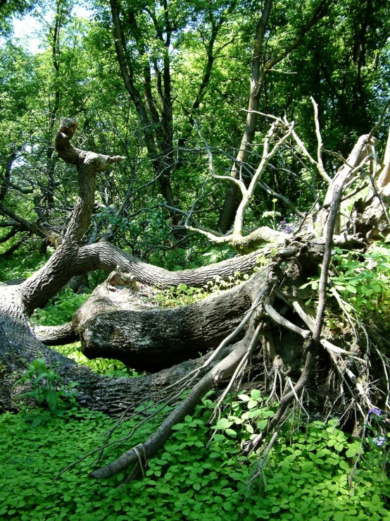 trees fallen down in the grass with no leaves