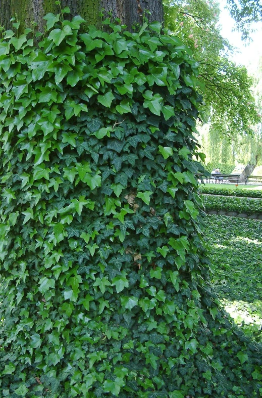 green leaves grow on the sides of a tree