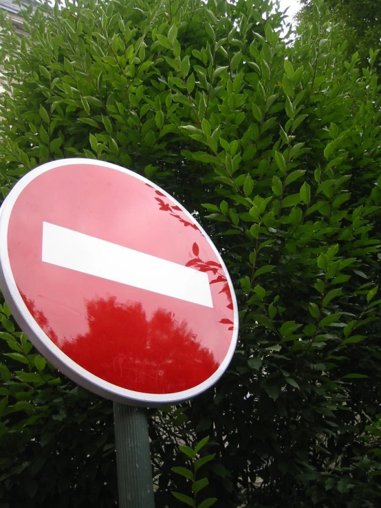 red and white traffic sign in front of a green bush