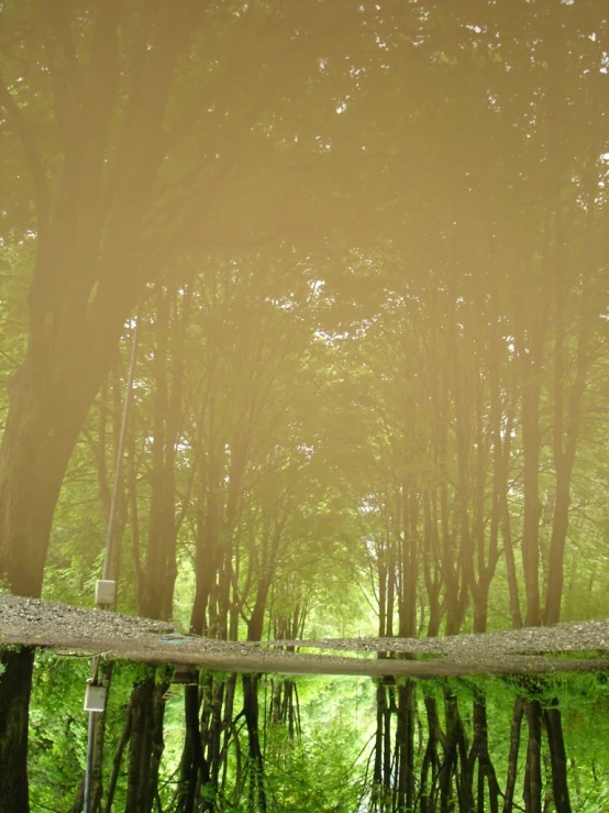 a reflection of trees in a water filled pond